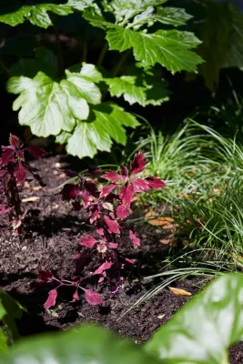 SOMOS Design and Landscaping - Rainwater Harvesting System Installation in Austin, TX