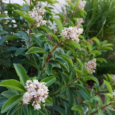 Springer Environmental Services - Landscape Maintenance in Plant City, FL