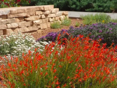 Lomas & Tramway by Waterwise Landscapes Incorporated