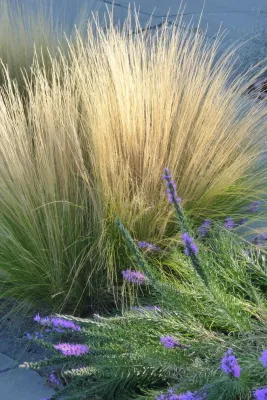 Valley xeric by Waterwise Landscapes Incorporated
