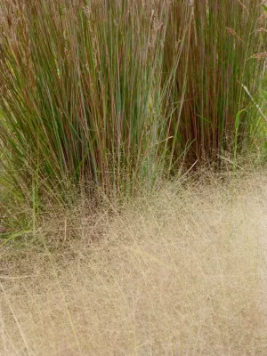 Corrales grass garden by Waterwise Landscapes Incorporated