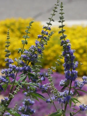 Carlisle/Constitution — Landscape Construction project by Waterwise Landscapes Incorporated in Albuquerque