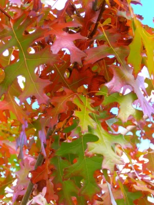 Waterwise Landscapes Incorporated - Sprinkler Installation & Repair in Albuquerque, NM