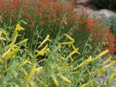 Matthew Meadows — Landscape Construction project by Waterwise Landscapes Incorporated in Albuquerque