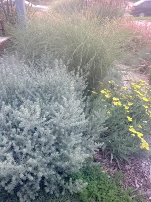 Washington Place, Culver City — Landscape Construction project by Weeds Garden Design Build LLC in Culver City