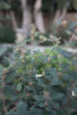 Weeds Garden Design Build LLC - Garden Remodeling in Los Angeles, CA