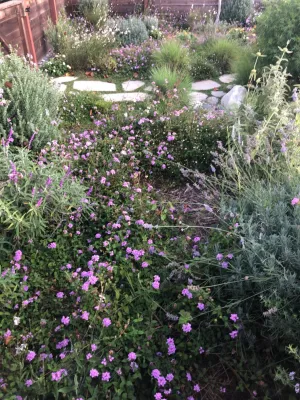 Chase Avenue, Culver City — Landscape Construction project by Weeds Garden Design Build LLC
