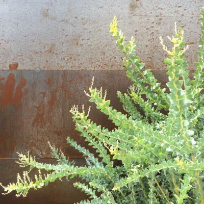 Weeds Garden Design Build LLC - Garden Remodeling in Los Angeles, CA