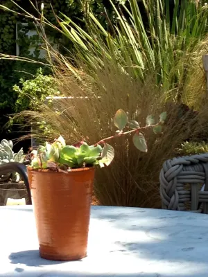 Weeds Garden Design Build LLC - Garden Remodeling in Los Angeles, CA