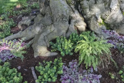 Les Arbres Tree Service & Fine Gardening - Tree & Shrub Care in Georgetown, CT