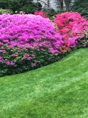 Les Arbres Tree Service & Fine Gardening - Tree & Shrub Care in Georgetown, CT