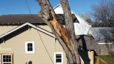 RF Tree Service - Tree & Shrub Care in Houston, TX