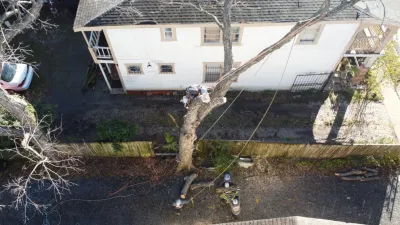 RF Tree Service - Tree & Shrub Care in Houston, TX