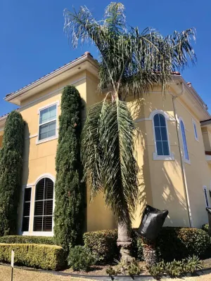 RF Tree Service - Tree & Shrub Care in Houston, TX
