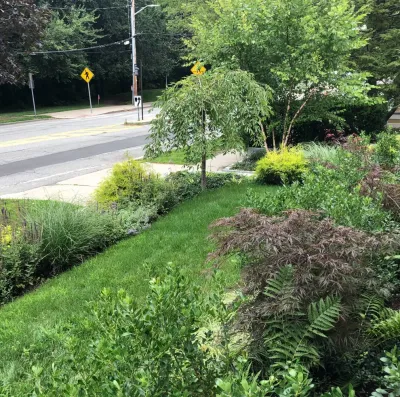BP Design - Tree Planting & Transplanting in Cambridge, MA