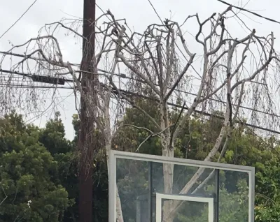 North of Montana Ave. (NOMA) - Santa Monica — Landscape Design project by Campion Walker Landscapes
