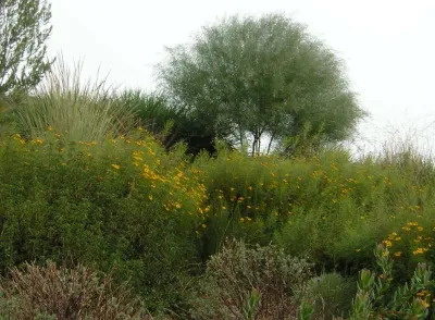 Pacific Palisades — Landscape Design project by Campion Walker Landscapes in Los Angeles