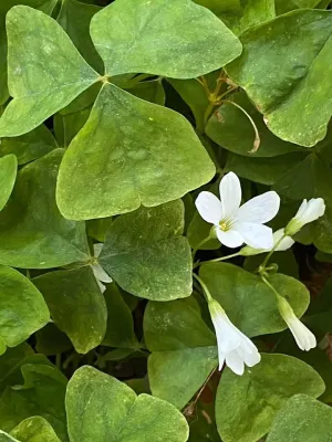 Floral Details — Landscape Design project by CMHP Design, LLC