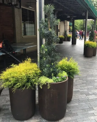 Sassafras Southern Bistro, Greenville SC — Landscape Design project by CMHP Design, LLC in Greenville