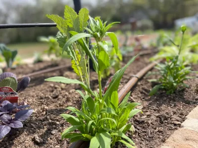 Flora & Gardens Design - Garden Remodeling in Spring Branch, TX