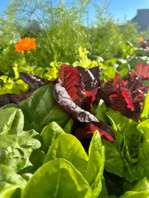 Flora & Gardens Design - Garden Remodeling in Spring Branch, TX
