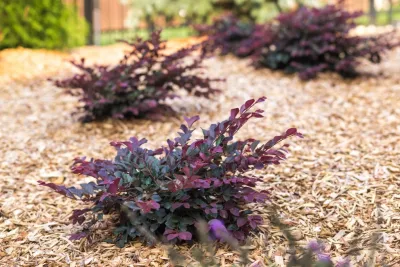 Poolside Natural Landscaping by Full Circle Land Design, LLC