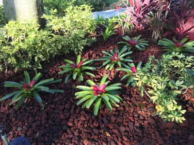 Jaguar Garden Designs - Tree & Shrub Care in Boca Raton, FL