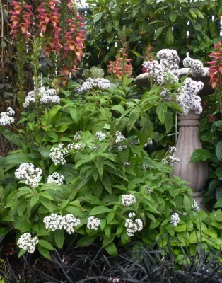 JMS Design Associates - Garden Remodeling in Beverly Hills, CA