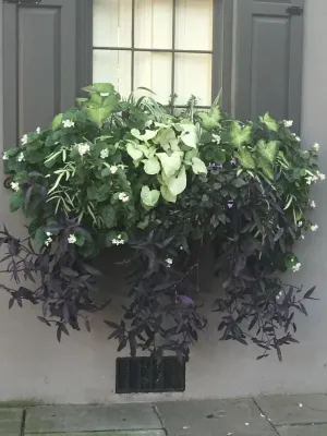 Seasonal Container Planters — Landscape Design project by Linda Greenberg Landscape & Design, LLC in Charleston