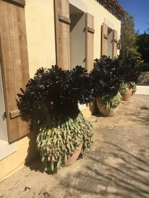Provencal Style - Newport Coast — Landscape Design project by MDZA Landscape Architecture And Planning
