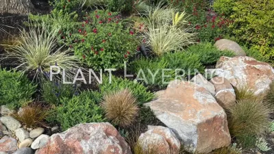 Plant Choices for your new landscape - Layering — Landscape Design project by Michael Glassman & Associates in Sacramento