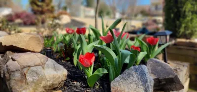 Fall Annuals — Landscape Design project by Michaelangelo's Sustainable Landscape & Design