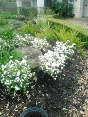 Roblero Landscaping - Lawn Aeration in Houston, TX