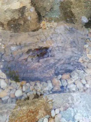 Water Bodies and Flowing Streams — Design-Build Services project by Let It Fly Backyard Living