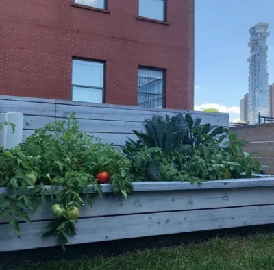 Plant Group - Drought-Resistant Lawn Installation in New York, NY