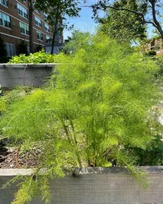 Plant Group - Drought-Resistant Lawn Installation in New York, NY
