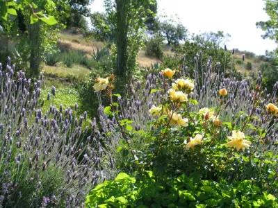 Rollin Landscape Design - Outdoor Lighting Installation in Sonoma, CA