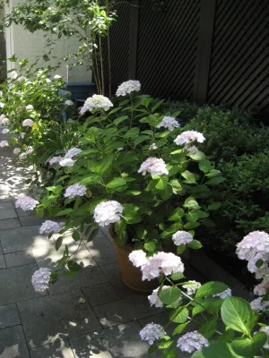 Midtown East Townhouse Garden — Landscape Design project by Root & Vine Gardens in New York