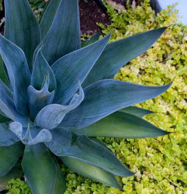 studio M MERGE - Landscape Design in Oakland, CA