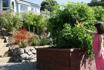 The Land Collaborative - Drought-Resistant Lawn Installation in Novato, CA