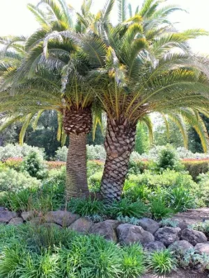 Acampo Garden — Landscape Design project by The Office Of Jeffrey F. Gamboni