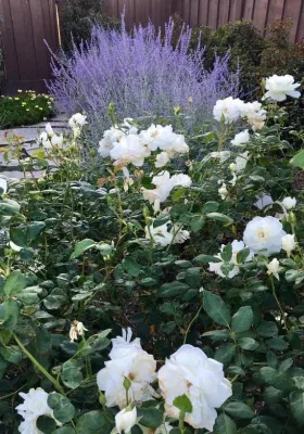 The Office of Jeffrey F. Gamboni - Tree & Shrub Care in Stockton, CA