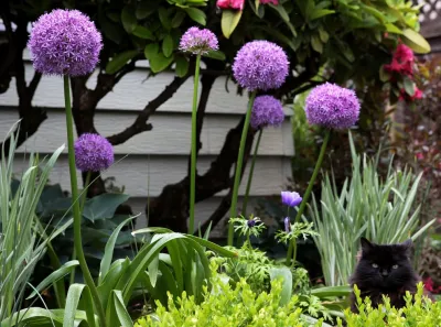 The White Pear LLC, Design & Build - Outdoor Lighting Installation in Portland, OR