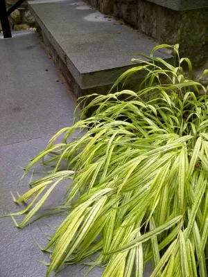 Diana Lane — Landscape Design project by Timothy Lee Landscape Design in Lexington