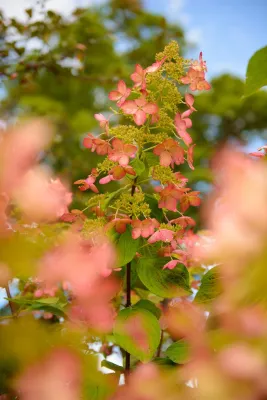 Sargent's Gardens - Tree & Shrub Care in Rochester, MN