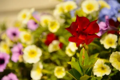 Sargent's Gardens - Tree & Shrub Care in Rochester, MN