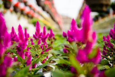 Sargent's Gardens - Tree & Shrub Care in Rochester, MN