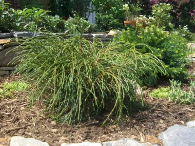 As You Like It Landscaping - Landscape Maintenance in Ijamsville, MD