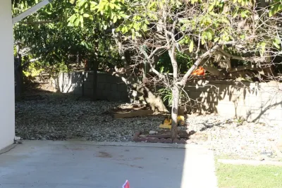 Ashley Farrell Landscape Design - Garden Remodeling in Santa Barbara, CA
