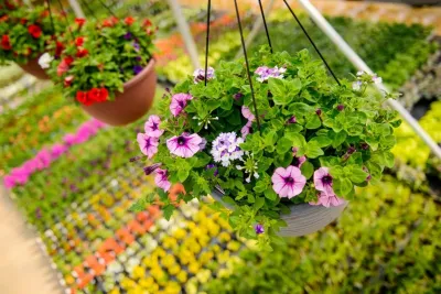Growing Fabulous for You — Landscape Construction project by Sargent's Gardens in Rochester